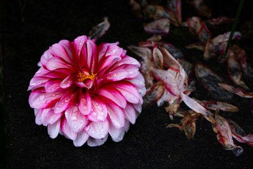 凋谢的花朵图片,探寻花朵谢幕的瞬间魅力